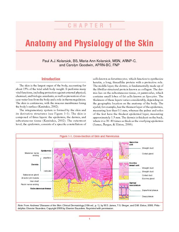 [PDF] Anatomy and Physiology of the Skin