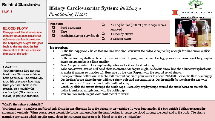 Biology Cardiovascular System: Building a Functioning Heart