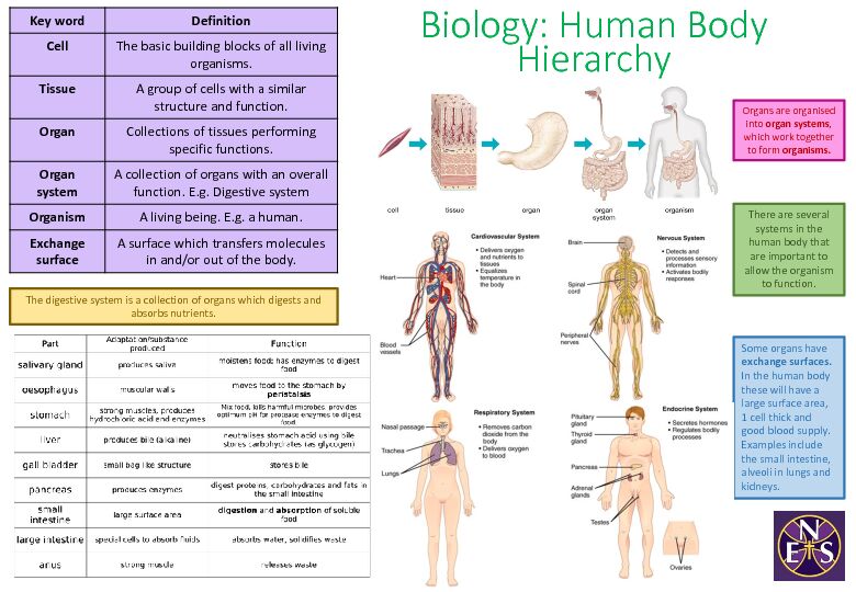 Biology: Human Body Hierarchy - The Nottingham Emmanuel School