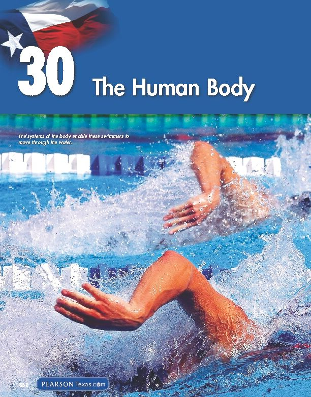 30 The Human Body - Savvas