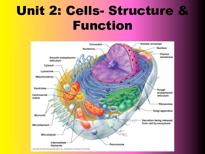 [PDF] Unit 2: Cells- Structure & Function