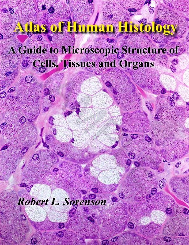 [PDF] Atlas of Human Histology - Histology Guide