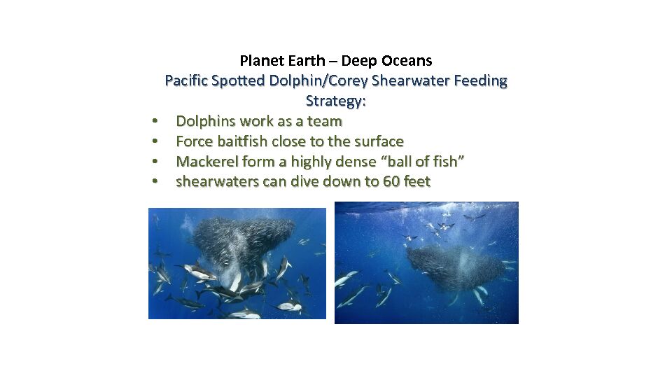 [PDF] Planet Earth – Deep Oceans Pacific Spotted Dolphin/Corey