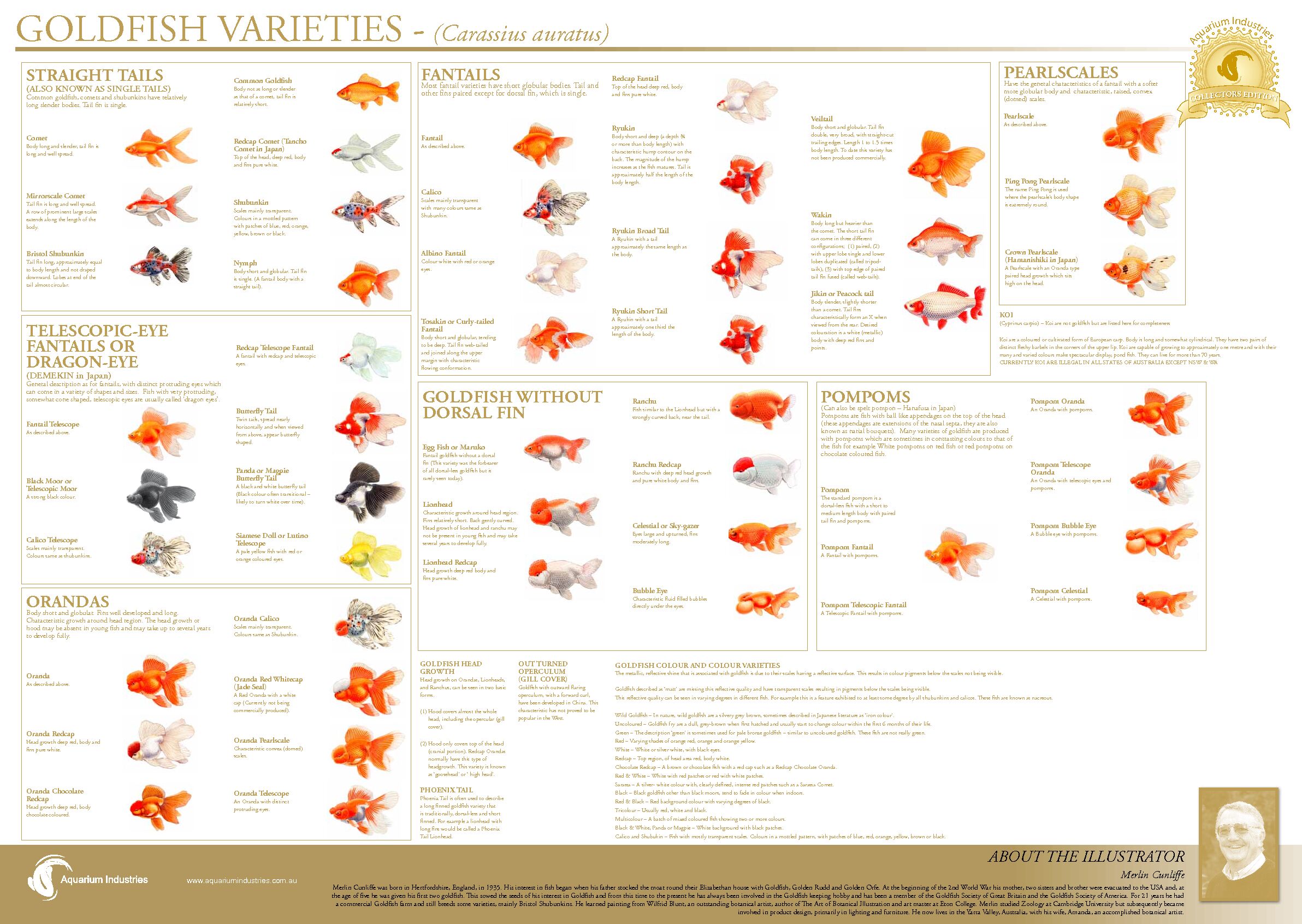 [PDF] AI-Goldfish-Varieties-Posterpdf - Aquarium Industries