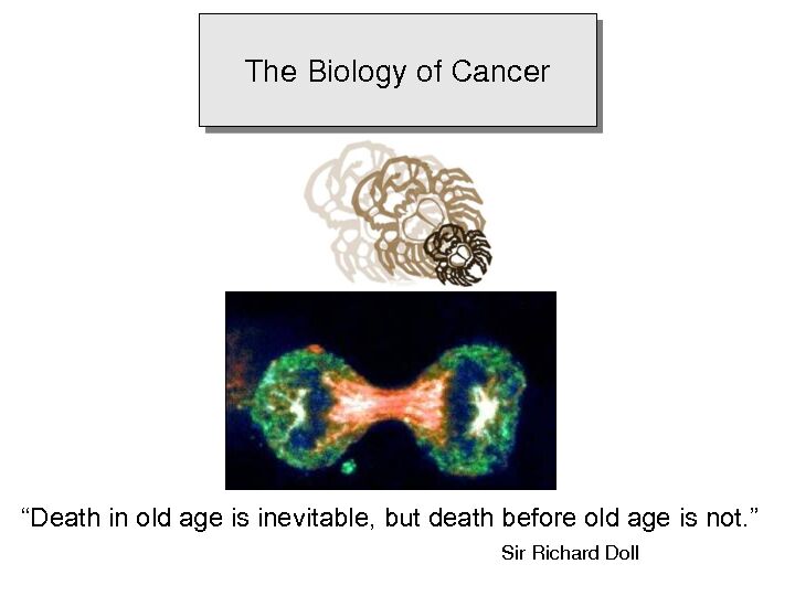[PDF] The Biology of Cancer - SPH