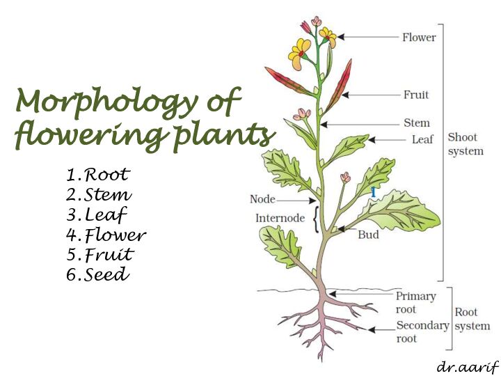 [PDF] Morphology of flowering plants