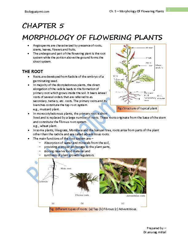 [PDF] CHAPTER 5 MORPHOLOGY OF FLOWERING PLANTS
