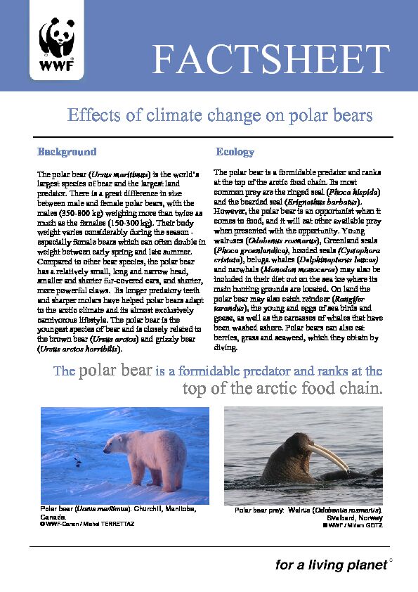 [PDF] Effects of climate change on polar bears - World Wildlife Fund