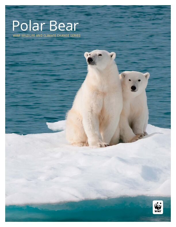 Polar Bear - WWF Arctic Programme
