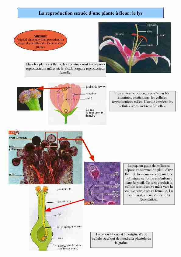 La reproduction sexuée dune plante à fleur: le lys