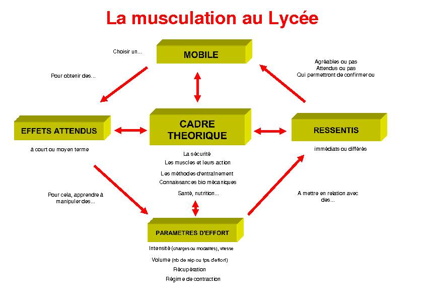 [PDF] La musculation au Lycée - Académie Dijon EPS