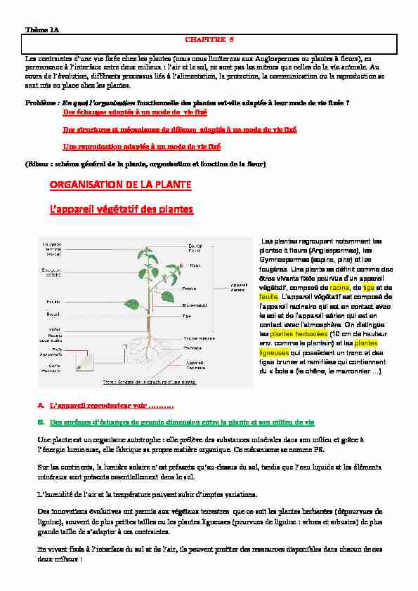 ORGANISATION DE LA PLANTE Lappareil végétatif des plantes