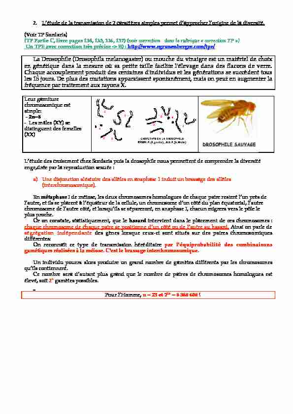 La Drosophile (Drosophila melanogaster) ou mouche du vinaigre