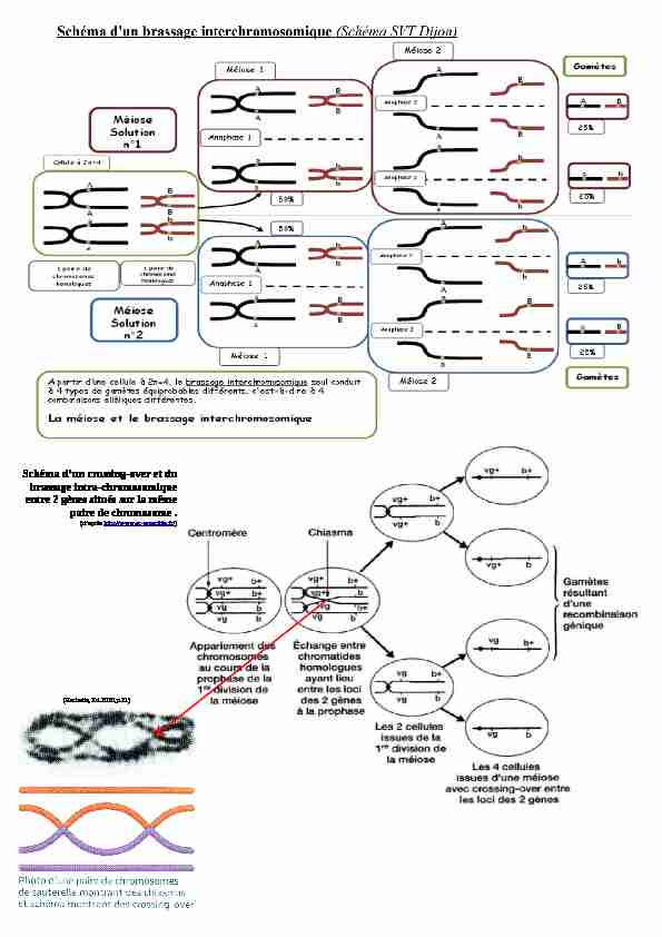 [PDF] Schéma dun crossing-over et du brassage intra-chromosomique