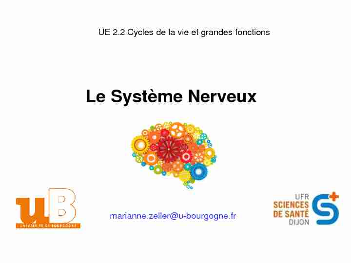 [PDF] Le Système Nerveux - IFSI DIJON