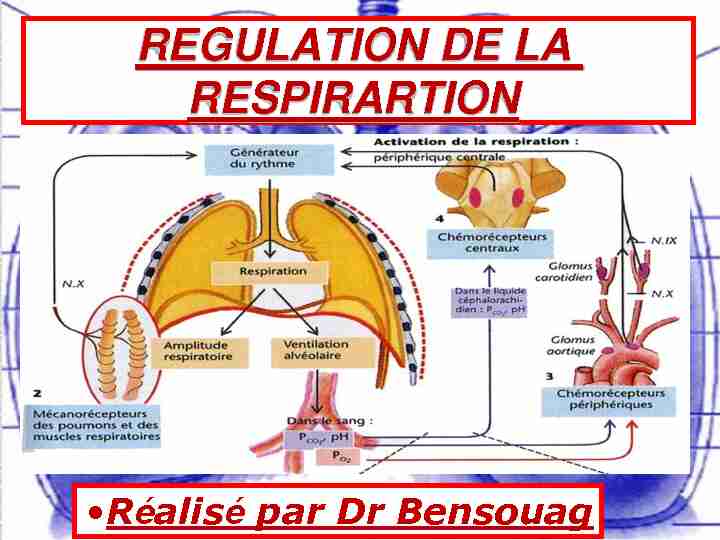 [PDF] REGULATION DE LA RESPIRARTION