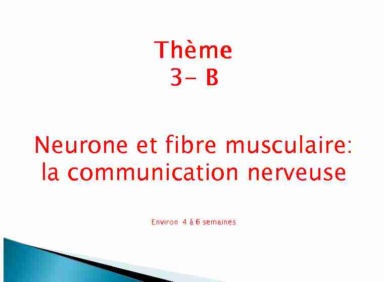 Thème 3- B Neurone et fibre musculaire: la communication nerveuse