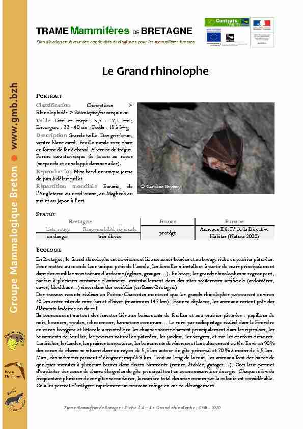 [PDF] Le Grand rhinolophe