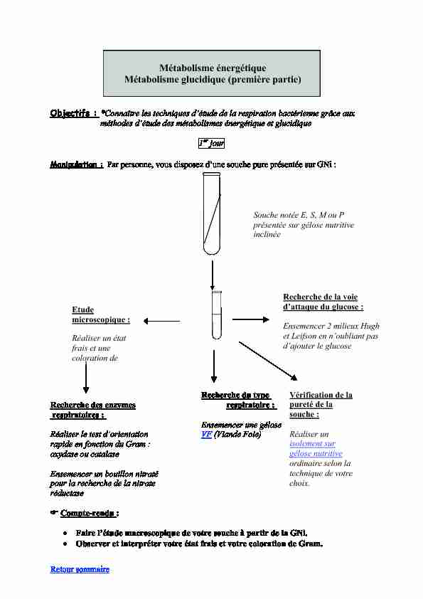[PDF] Métabolisme énergétique Métabolisme glucidique (première partie)