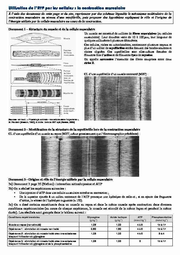 [PDF] Utilisation de lATP par les cellules : la contraction musculaire