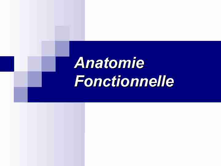 [PDF] Anatomie Fonctionnelle
