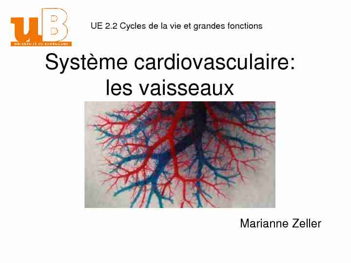 Système cardiovasculaire: vaisseaux et pression artérielle