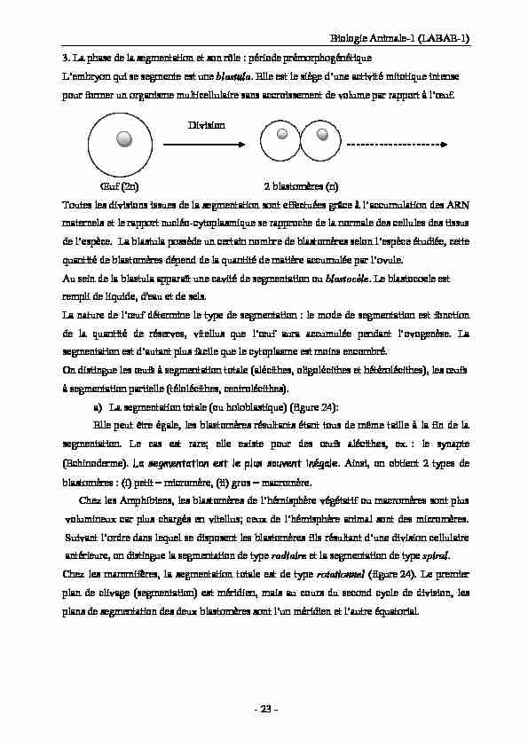 [PDF] Biologie Animale-1 (LABAE-1) - 23 - 3 La phase de la segmentation