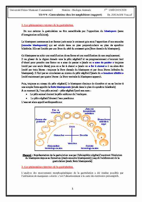 [PDF] TD N°8 : Gastrulation chez les amphibiens (support)
