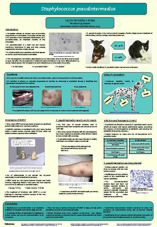 Staphylococcus pseudintermedius - UAB Barcelona