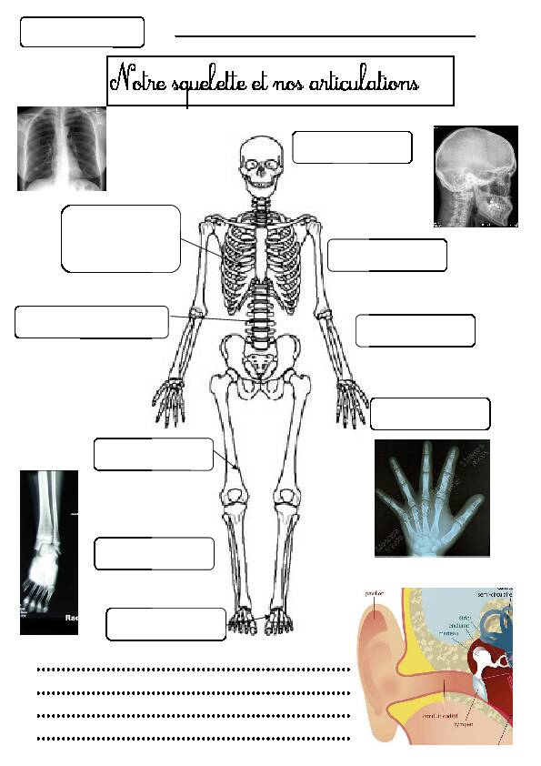 Squelette et articulations - LeWebPédagogique