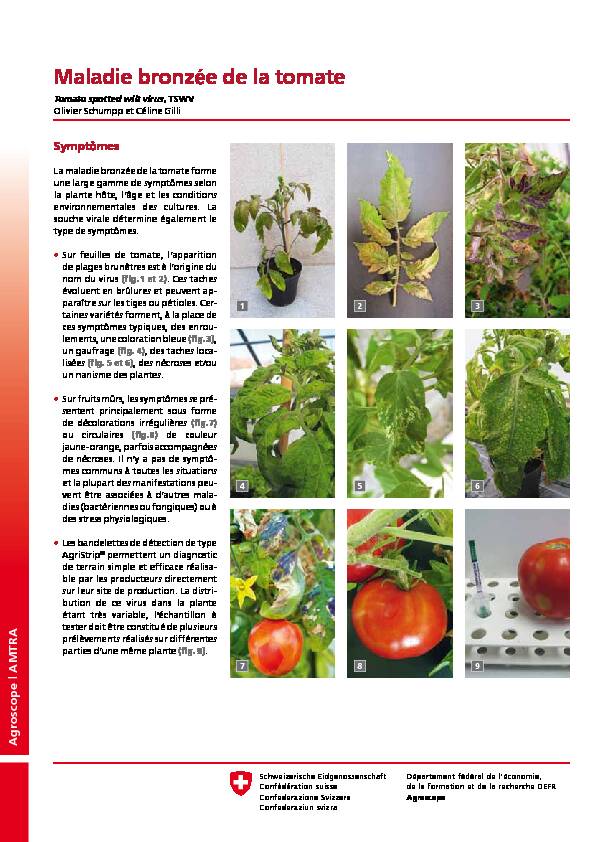 [PDF] Maladie bronzée de la tomate