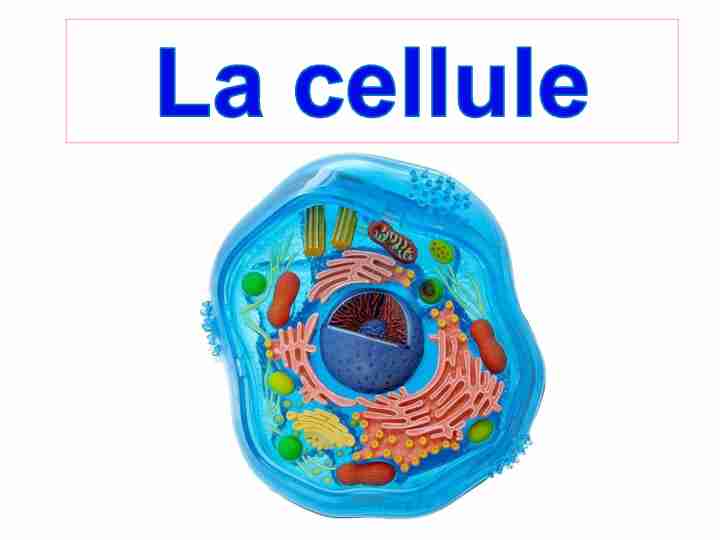 La taille d’une cellule - Mme Chantal Gadbois