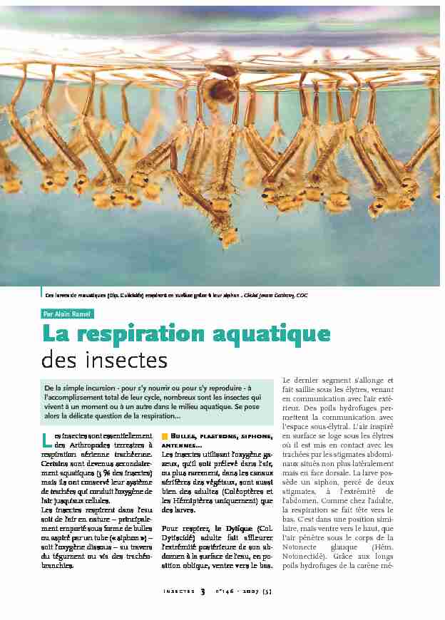 [PDF] La respiration aquatique / Insectes n° 146 - OPIE-Insectes