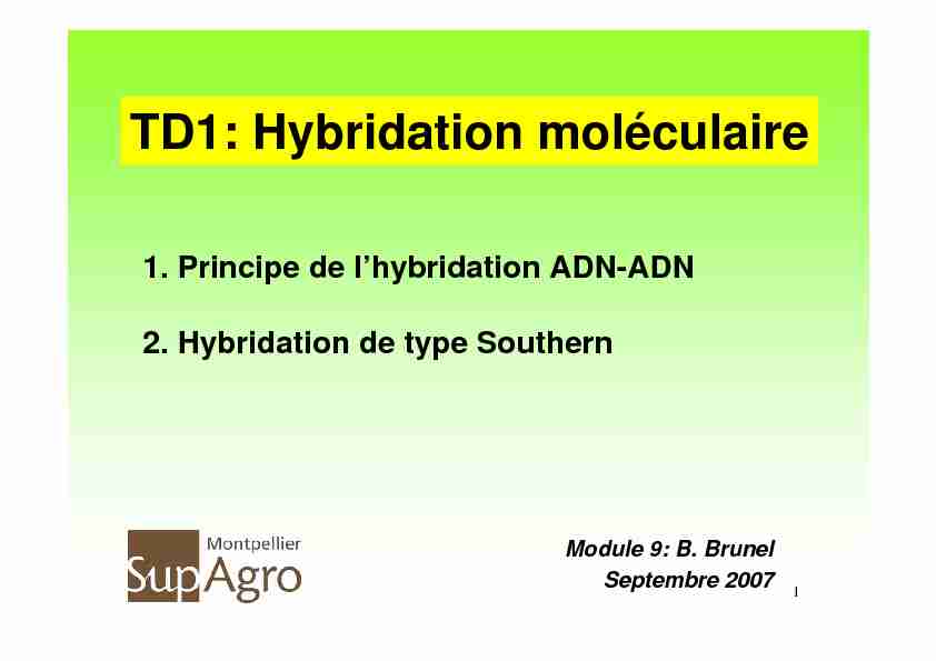 TD1: Hybridation moléculaire