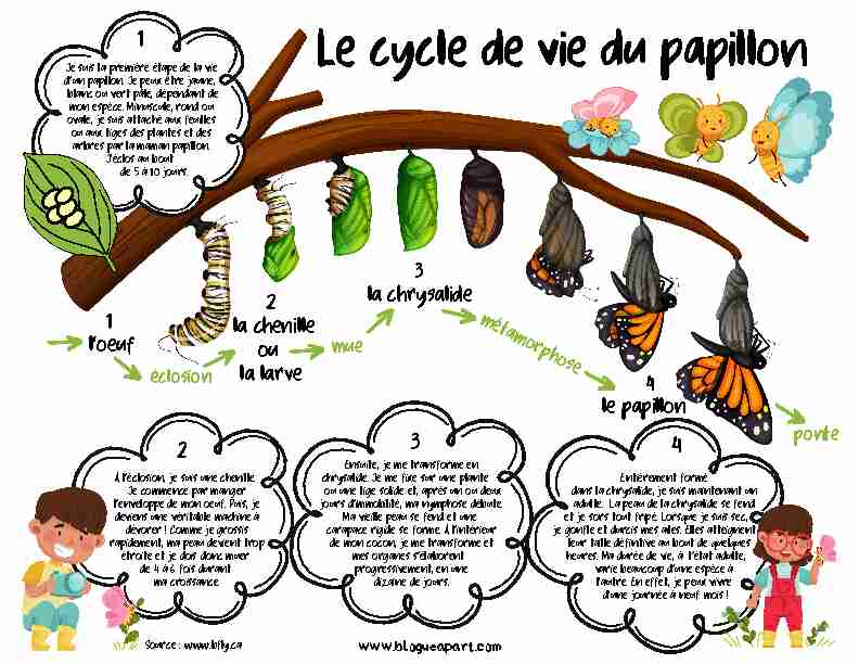 cycle de vie plantes papillon grenouille fourmi