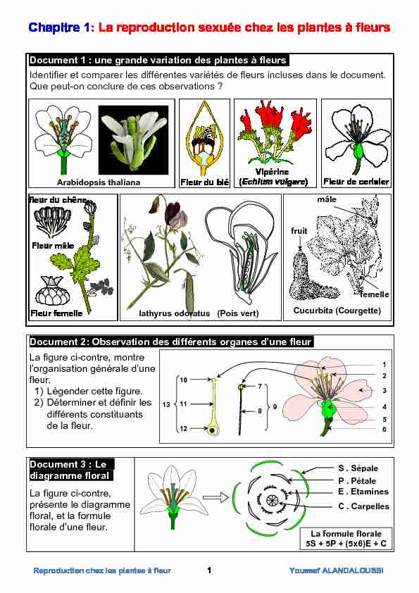 Chapitre 1: La reproduction sexuée chez les plantes à fleurs