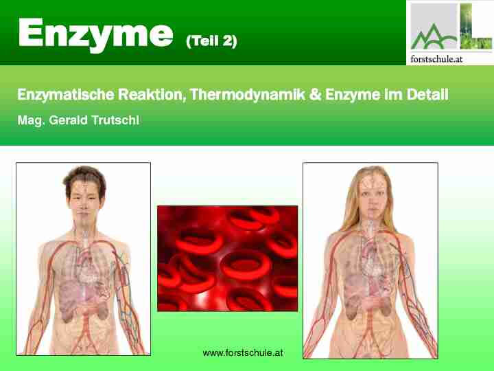 Enzymatische Reaktion Thermodynamik & Enzyme im Detail