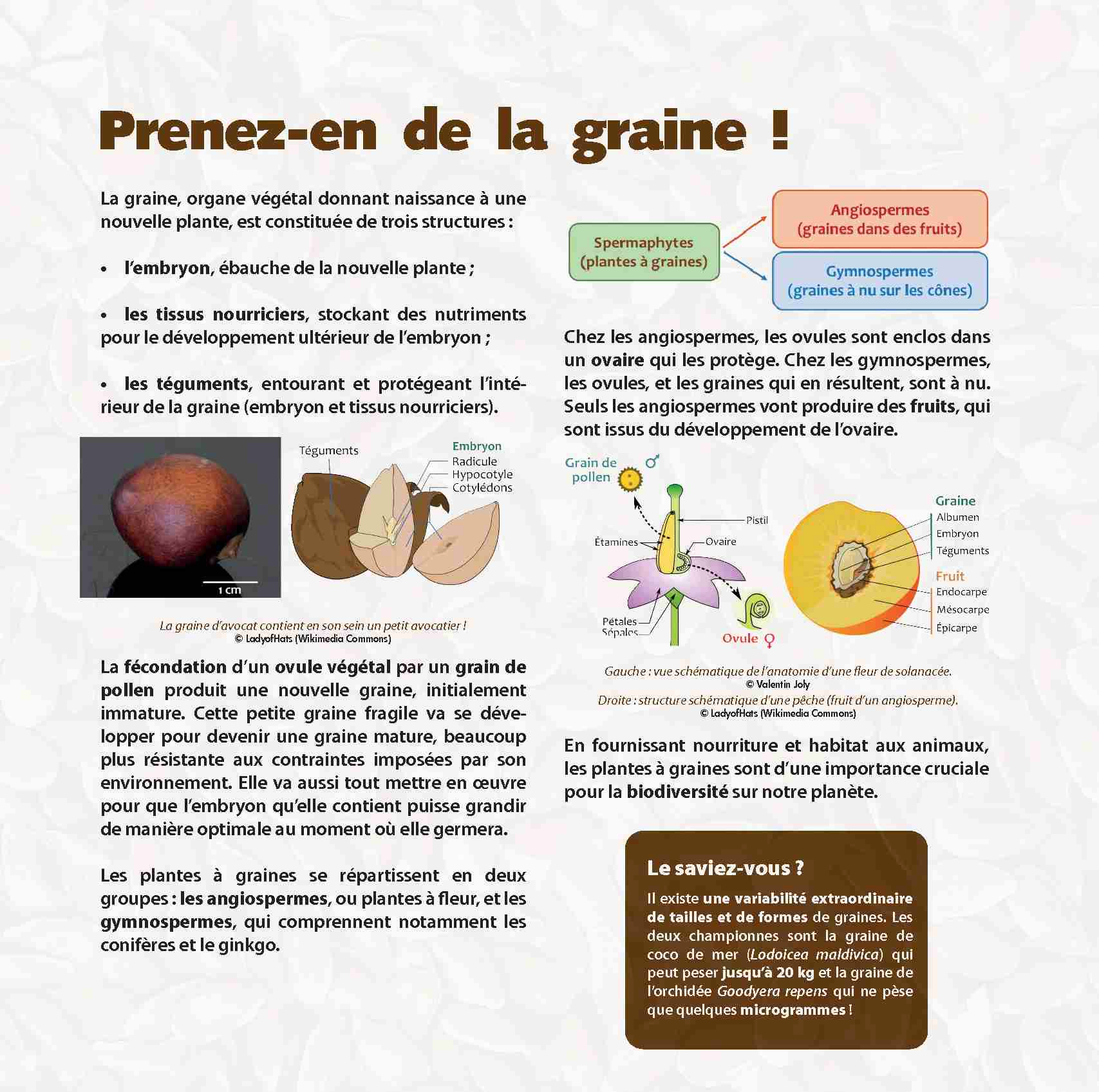 [PDF] Des graines