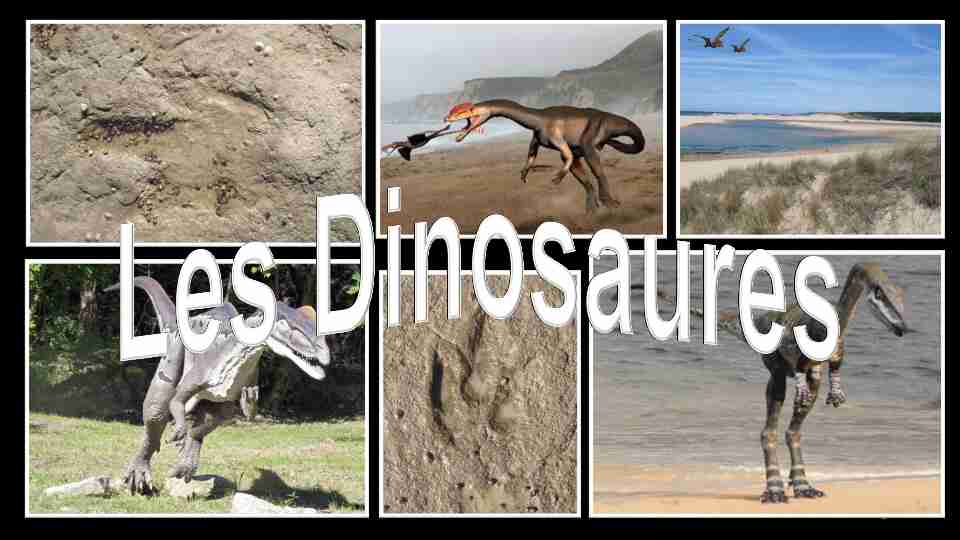 [PDF] Classification des Dinosaures