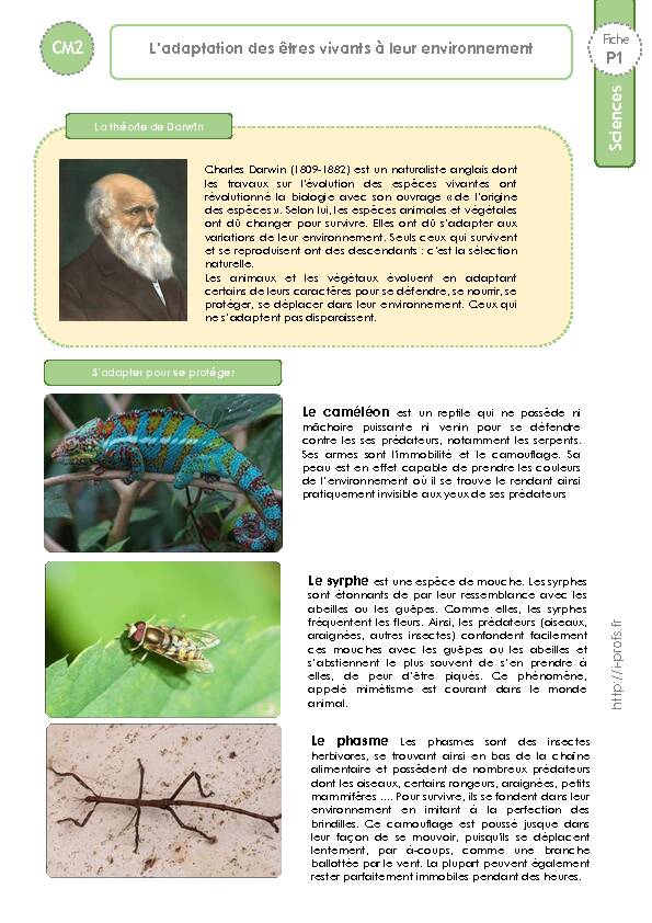 pdf CM2 Fiche L’adaptation des êtres vivants à leur environnement P1
