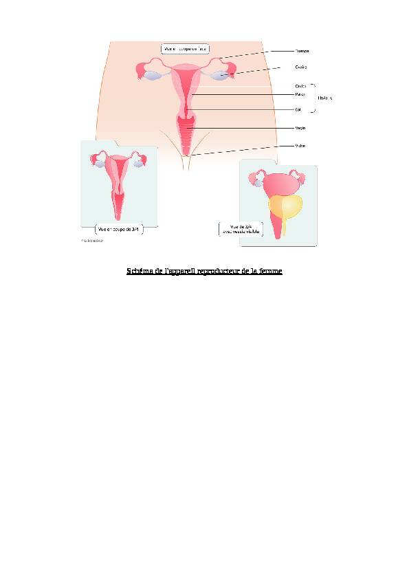 Schéma de lappareil reproducteur de la femme