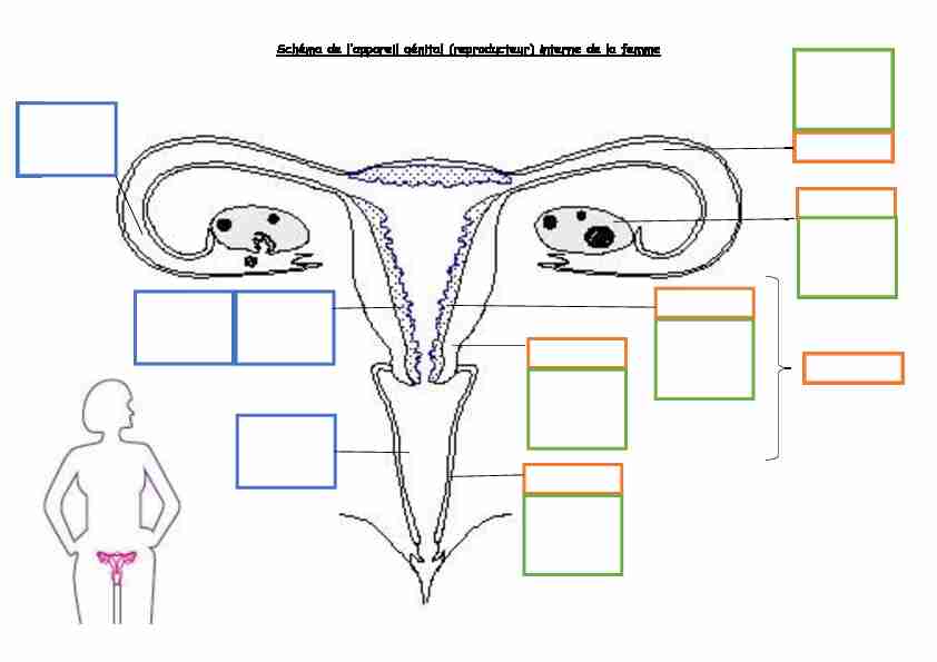 Schéma de lappareil génital (reproducteur) interne de la femme