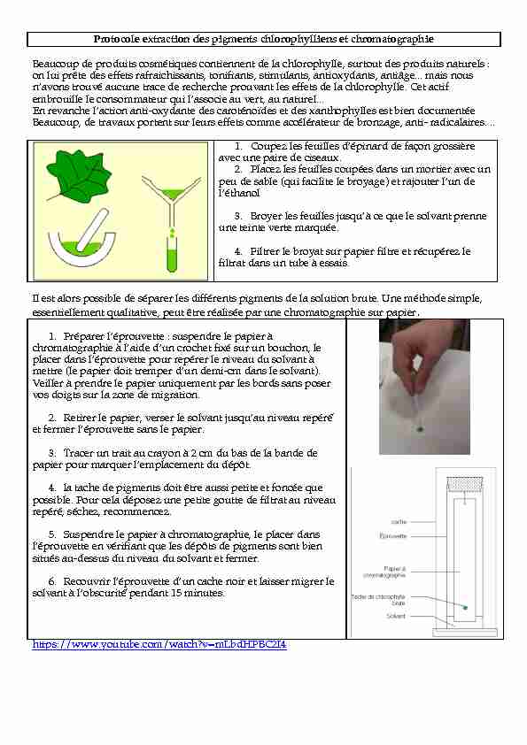 Protocole extraction des pigments chlorophylliens et