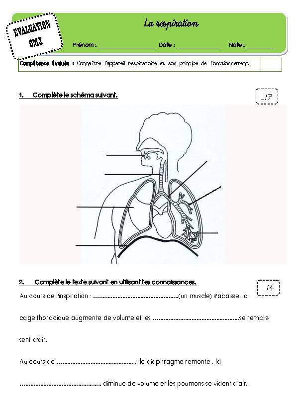 [PDF] La respiration