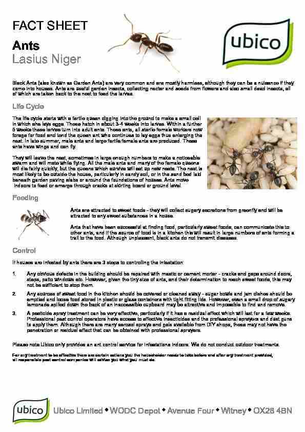 FACT SHEET Ants Lasius Niger