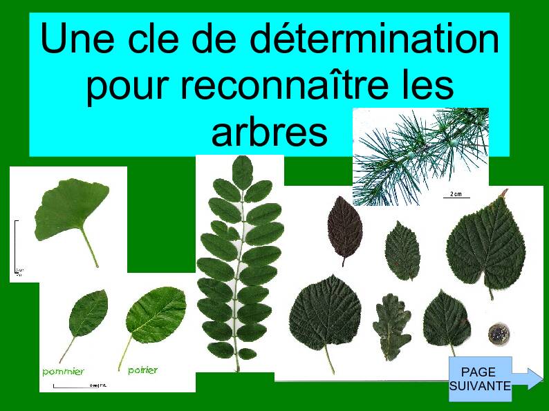 [PDF] Une cle de détermination pour reconnaître les arbres