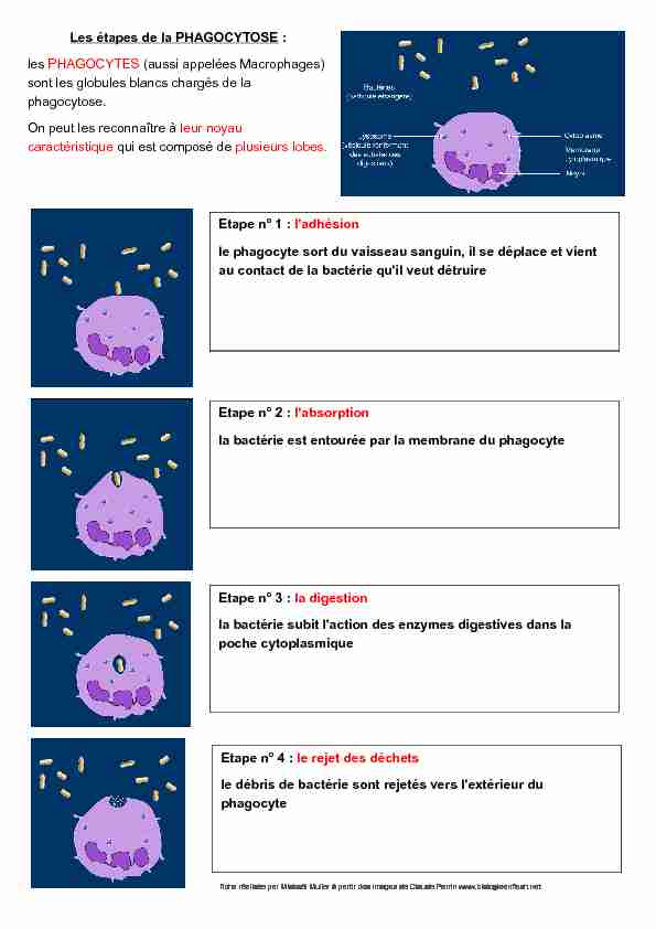 Correction phagocytose.pdf