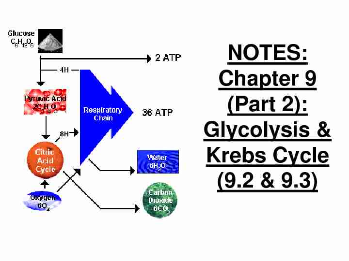 NOTES: Chapter 9 (Part 2): Krebs Cycle
