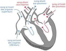 A1-2-3 CORRECTION- La circulation sanguine SVT 5ème