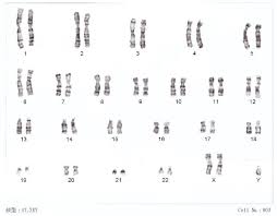 II - Les brassages chromosomiques lors de la reproduction sexuée